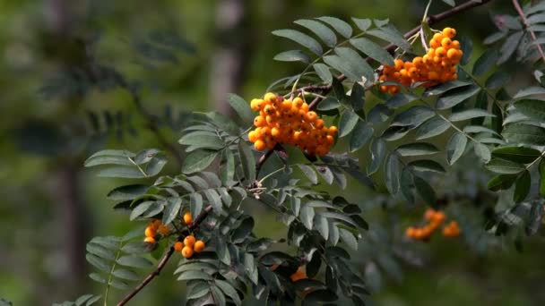 罗文浆果不树未成熟的果实山灰红色的颜色在树叶在风中摇摆的树 — 图库视频影像