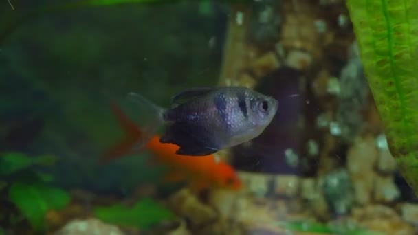 수족관에 떠있는 물고기 물고기가있는 수족관 — 비디오