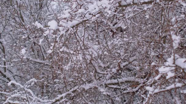 雪に覆われた冬の森 冬の午後の厚い森 木の枝に大量の雪 — ストック動画