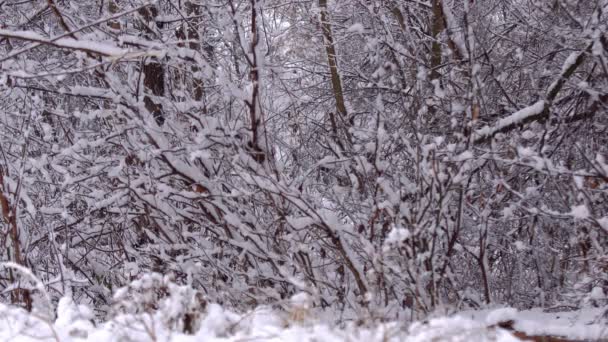 白雪覆盖的冬季森林 冬天的下午森林茂密 树枝上下着大量的雪 — 图库视频影像