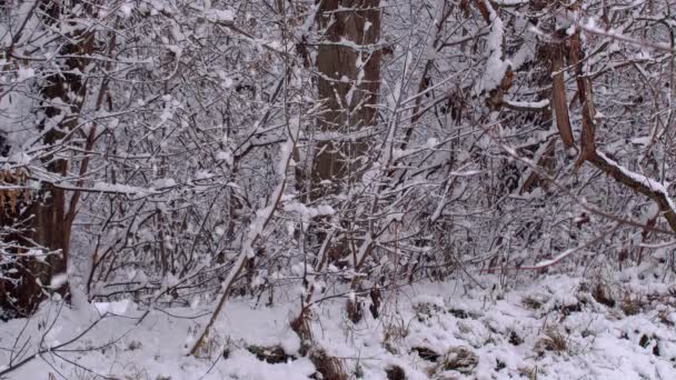 Зимовий Ліс Вкритий Снігом Густий Ліс Зимовий День Велика Кількість — стокове відео