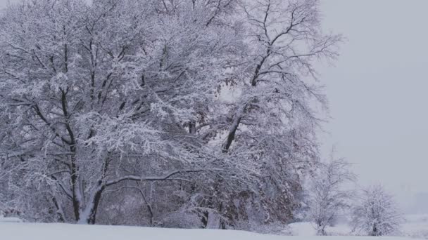 白雪覆盖的冬季森林 冬天的下午森林茂密 树枝上下着大量的雪 — 图库视频影像