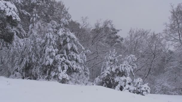 Verschneiter Winterwald Dichter Wald Einem Winternachmittag Eine Große Menge Schnee — Stockvideo