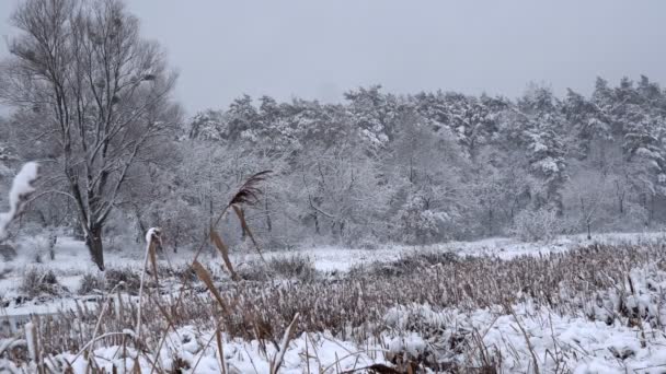 Verschneiter Winterwald Dichter Wald Einem Winternachmittag Eine Große Menge Schnee — Stockvideo