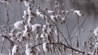 Karla kaplı kış ormanı. Kış öğleden sonra kalın orman. Ağaçların dallarında büyük miktarda kar.