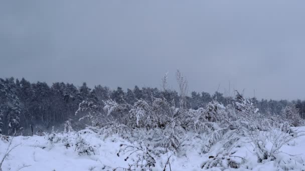 Snötäckt Vinter Skog Tjock Skog Vinter Eftermiddagen Stor Mängd Snö — Stockvideo