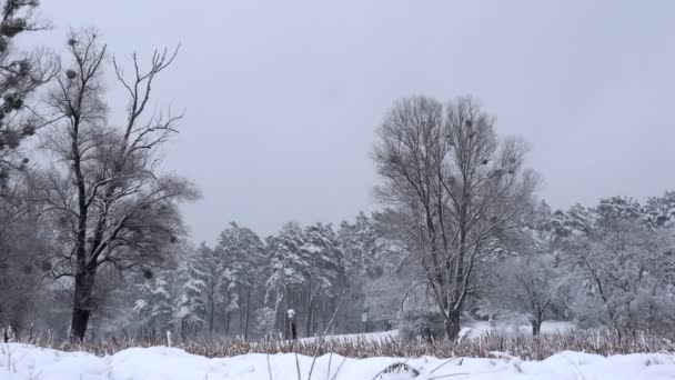 雪に覆われた冬の森 冬の午後の厚い森 木の枝に大量の雪 — ストック動画