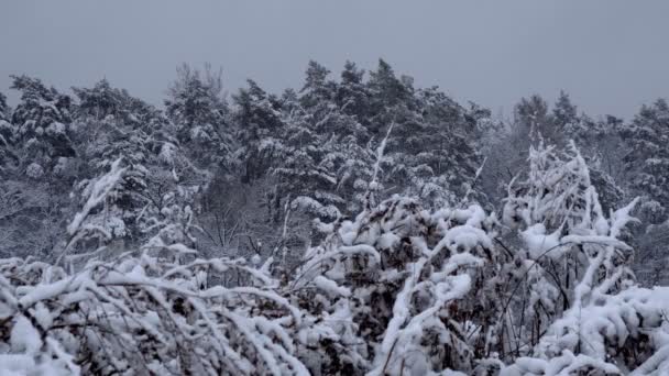 白雪覆盖的冬季森林 冬天的下午森林茂密 树枝上下着大量的雪 — 图库视频影像