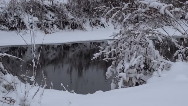 Bosque Invierno Cubierto Nieve Bosque Grueso Tarde Invierno Una Gran — Vídeo de stock