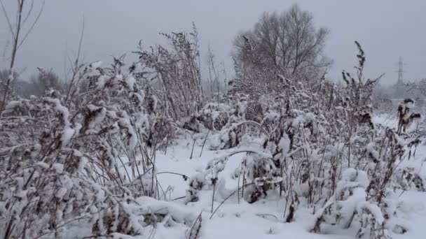 白雪覆盖的冬季森林 冬天的下午森林茂密 树枝上下着大量的雪 — 图库视频影像