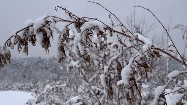 Заснеженный Зимний Лес Густой Лес Зимой Большое Количество Снега Ветвях — стоковое видео