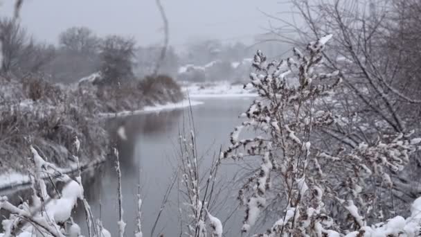 Bosque Invierno Cubierto Nieve Bosque Grueso Tarde Invierno Una Gran — Vídeos de Stock