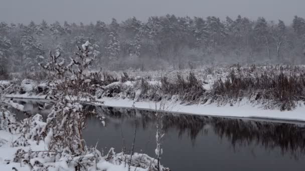 Verschneiter Winterwald Dichter Wald Einem Winternachmittag Eine Große Menge Schnee — Stockvideo