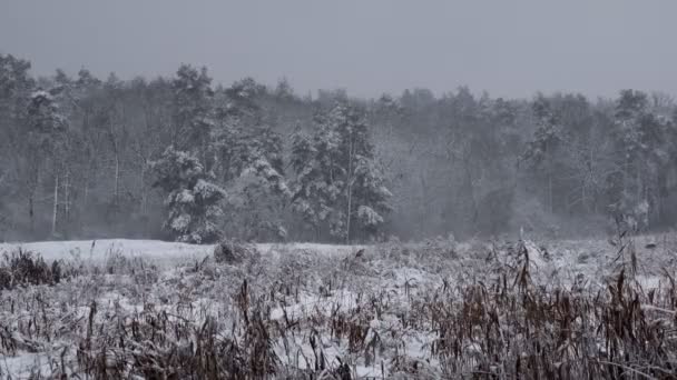 Bosque Invierno Cubierto Nieve Bosque Grueso Tarde Invierno Una Gran — Vídeo de stock