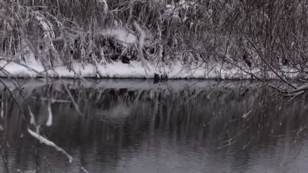 雪に覆われた冬の森 冬の午後の厚い森 木の枝に大量の雪 — ストック動画