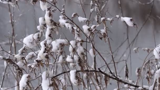 Floresta Inverno Coberta Neve Floresta Espessa Tarde Inverno Uma Grande — Vídeo de Stock