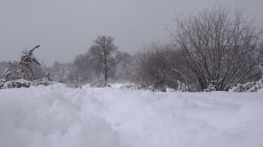 Karla kaplı kış ormanı. Kış öğleden sonra kalın orman. Ağaçların dallarında büyük miktarda kar.