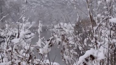 Karla kaplı kış ormanı. Kış öğleden sonra kalın orman. Ağaçların dallarında büyük miktarda kar.