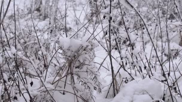 Foresta Invernale Innevata Foresta Spessa Nel Pomeriggio Inverno Una Grande — Video Stock