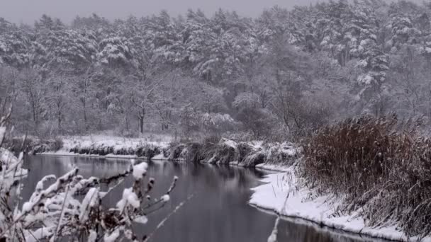 Hóval Borított Téli Erdő Sűrű Erdő Télen Délután Nagy Mennyiségű — Stock videók