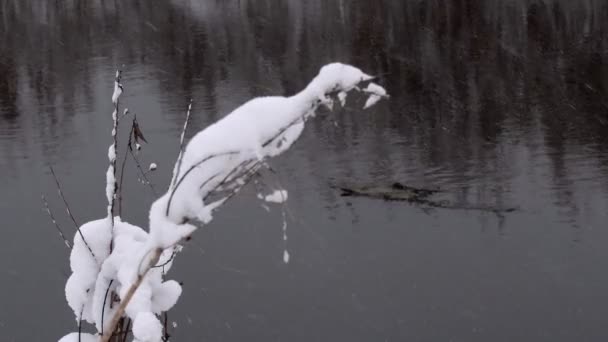 雪に覆われた冬の森 冬の午後の厚い森 木の枝に大量の雪 — ストック動画