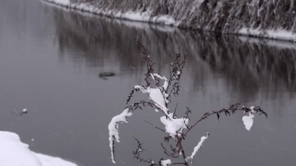 白雪覆盖的冬季森林 冬天的下午森林茂密 树枝上下着大量的雪 — 图库视频影像