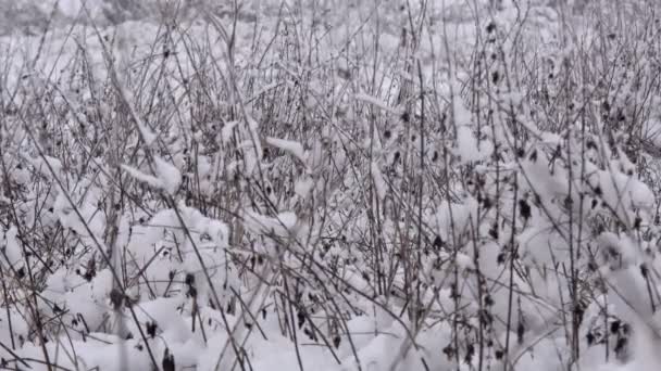 Заснеженный Зимний Лес Густой Лес Зимой Большое Количество Снега Ветвях — стоковое видео