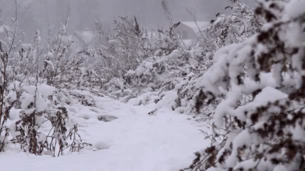 Bosque Invierno Cubierto Nieve Bosque Grueso Tarde Invierno Una Gran — Vídeo de stock