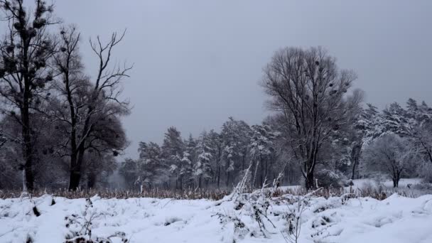 Zimní Les Pokrytý Sněhem Zimním Odpoledni Hustý Les Velké Množství — Stock video