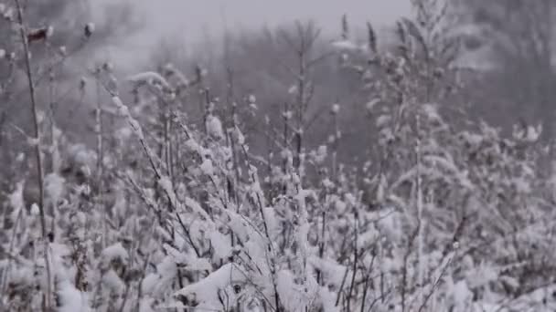 雪に覆われた冬の森 冬の午後の厚い森 木の枝に大量の雪 — ストック動画