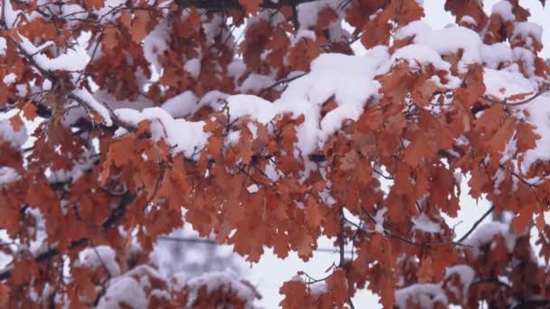 雪に覆われた冬の森 冬の午後の厚い森 木の枝に大量の雪 — ストック動画