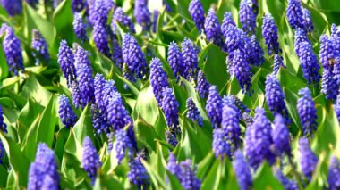 Güzel mavi nişasta üzüm sümbül çiçekleri görüntüleri bahar bahçesinde çiçek. İlkbaharda dekoratif mor muscari neglectum çiçek çiçeği. Doğanın güzelliği ve canlı renkler