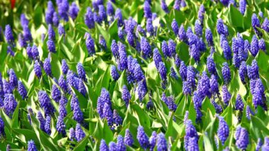 Güzel mavi nişasta üzüm sümbül çiçekleri görüntüleri bahar bahçesinde çiçek. İlkbaharda dekoratif mor muscari neglectum çiçek çiçeği. Doğanın güzelliği ve canlı renkler