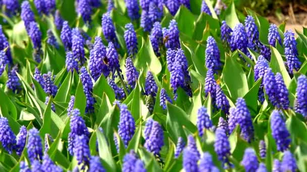 Filmación Hermosas Flores Jacinto Uva Almidón Azul Florecen Jardín Primavera — Vídeos de Stock