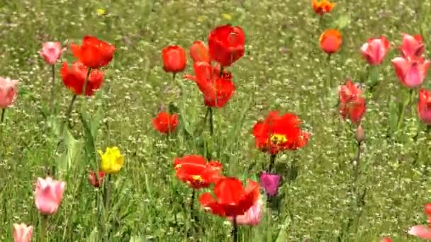 Kaunis Värikäs Kukkia Tulppaanit Kukkivat Keväällä Puutarhassa Alla Lämmin Auringonpaiste — kuvapankkivideo