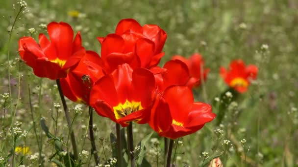 Hermosas Flores Coloridas Tulipanes Floreciendo Jardín Primavera Bajo Cálido Sol — Vídeos de Stock