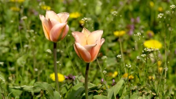 Όμορφα Πολύχρωμα Λουλούδια Από Τουλίπες Ανθίζουν Στον Κήπο Άνοιξη Κάτω — Αρχείο Βίντεο