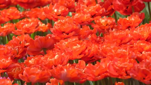 Beautiful Colorful Flowers Tulips Blooming Spring Garden Warm Sunshine — Stock Video