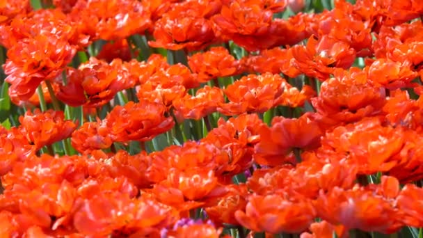 Όμορφα Πολύχρωμα Λουλούδια Από Τουλίπες Ανθίζουν Στον Κήπο Άνοιξη Κάτω — Αρχείο Βίντεο