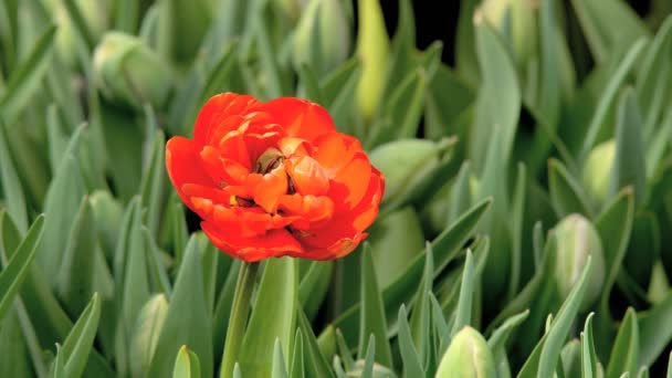 Hermosas Flores Coloridas Tulipanes Floreciendo Jardín Primavera Bajo Cálido Sol — Vídeos de Stock