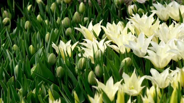 Hermosas Flores Coloridas Tulipanes Floreciendo Jardín Primavera Bajo Cálido Sol — Vídeo de stock