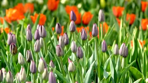 Bellissimi Fiori Colorati Tulipani Che Fioriscono Nel Giardino Primaverile Sotto — Video Stock