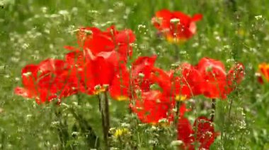 Sıcak güneş altında bahar bahçesinde açan lalegüzel renkli çiçekler