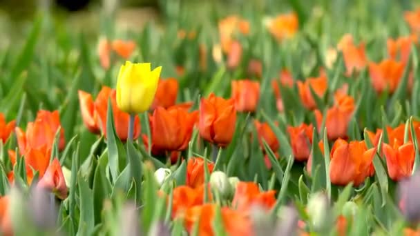 Szép Színes Virágok Tulipán Virágzó Tavaszi Kert Meleg Napsütésben — Stock videók
