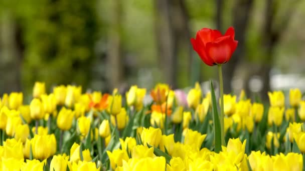 Hermosas Flores Coloridas Tulipanes Floreciendo Jardín Primavera Bajo Cálido Sol — Vídeo de stock