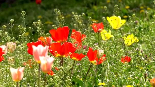 Schöne Bunte Tulpenblüten Die Frühlingsgarten Unter Der Warmen Sonne Blühen — Stockvideo