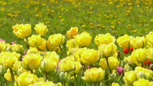 Красиві Барвисті Квіти Тюльпанів Цвітуть Весняному Саду Під Теплим Сонцем — стокове відео