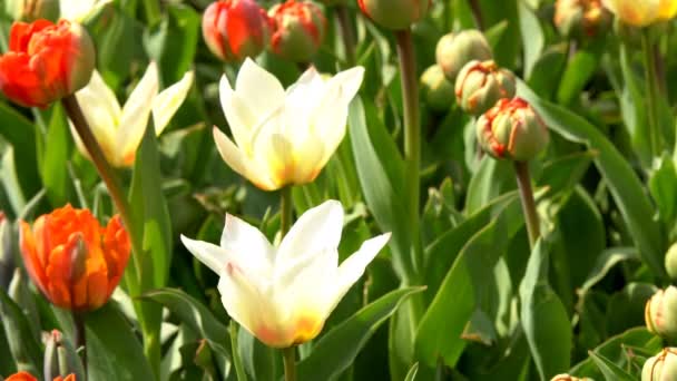 Bellissimi Fiori Colorati Tulipani Che Fioriscono Nel Giardino Primaverile Sotto — Video Stock