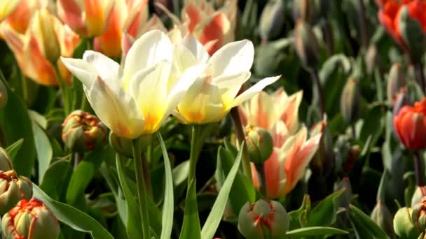 Schöne Bunte Tulpenblüten Die Frühlingsgarten Unter Der Warmen Sonne Blühen — Stockvideo