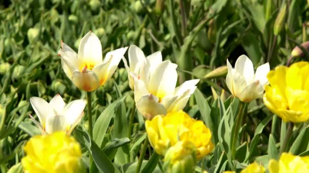 Hermosas Flores Coloridas Tulipanes Floreciendo Jardín Primavera Bajo Cálido Sol — Vídeos de Stock